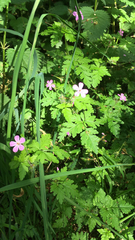 Geranium robertianum