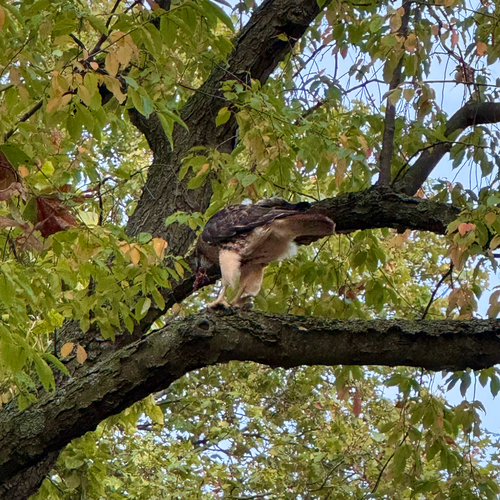 Red-tailed Hawk