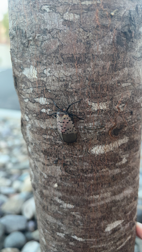 Spotted Lanternfly