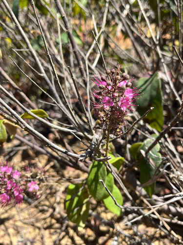 Hirtella racemosa observed 2026-10-12