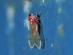 Saccharodite securifera