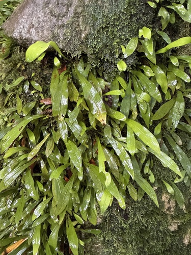 Dictyopteris observed 2026-10-13