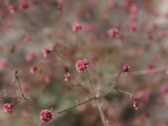 Eriogonum thurberi