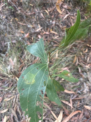 Acacia flavescens observed 2026-10-13