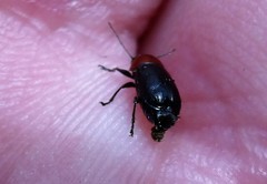 Cryptocephalus sanguinicollis