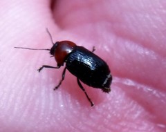 Cryptocephalus sanguinicollis