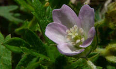 Geranium gardneri