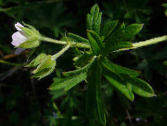 Geranium gardneri