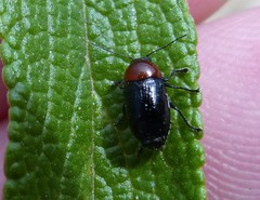 Cryptocephalus sanguinicollis