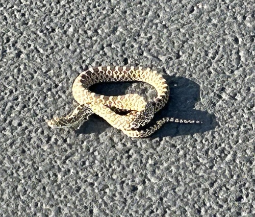 Bullsnake