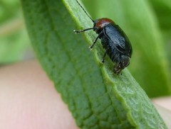 Cryptocephalus sanguinicollis