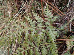 Asplenium onopteris