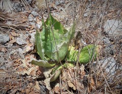 Agave cupreata