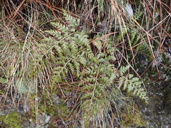 Asplenium onopteris