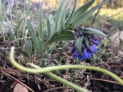 Mertensia oblongifolia