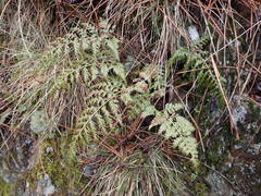 Asplenium onopteris