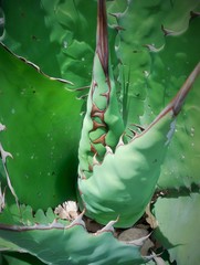 Agave cupreata