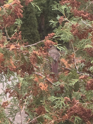 Northern Cardinal