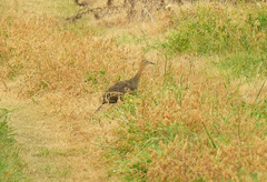 Rhynchotus rufescens