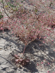 Eriogonum thurberi