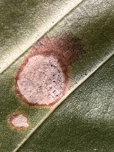 Apiognomonia errabunda, 2026-10-12