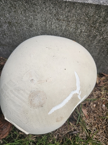 giant puffball