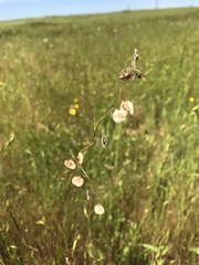 Thysanocarpus radians