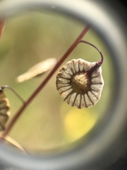 Thysanocarpus radians