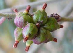 Asphondylia glabrigerminis