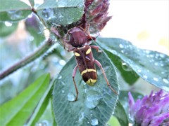 Xylotrechus insignis