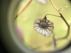 Thysanocarpus radians