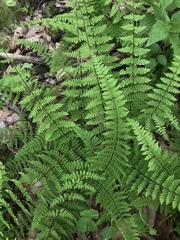 Cystopteris bulbifera
