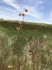 Thysanocarpus radians