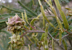Dasineura rubiformis