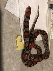 Cemophora coccinea copei