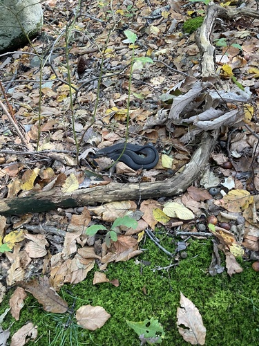 Common Watersnake