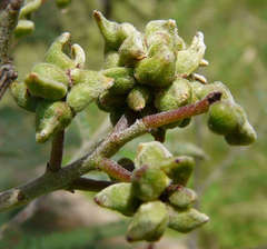 Dasineura rubiformis