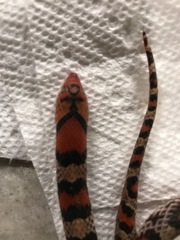 Cemophora coccinea copei