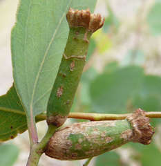 Apiomorpha urnalis