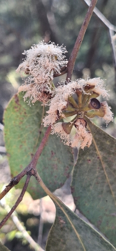 Eucalyptus dives observed 2026-10-11