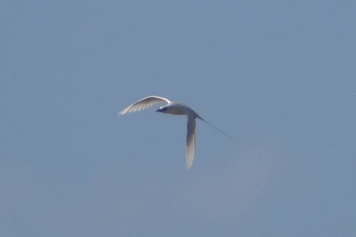 iNaturalist image