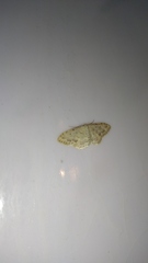 Idaea camparia