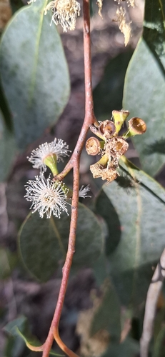 Eucalyptus dives observed 2026-10-11