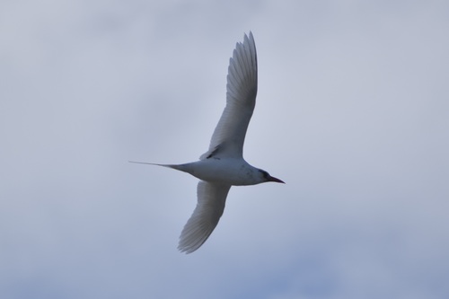Phaethon rubricauda observed 2026-10-10