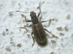 Polydrusus piliferus