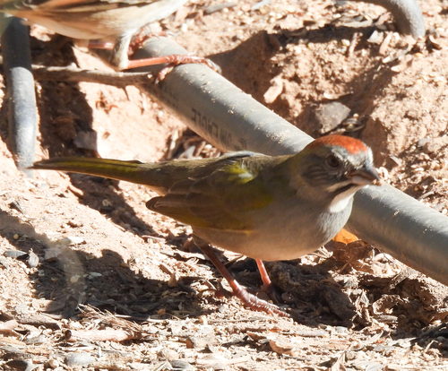 Pipilo chlorurus, 2026-10-12