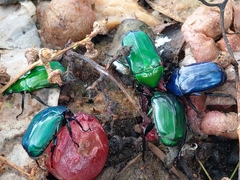 Diphyllomorpha olivacea