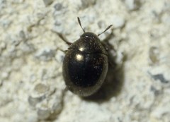Lamprobyrrhulus nitidus