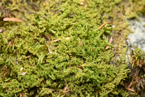 Stereodon subimponens observed 2026-10-08