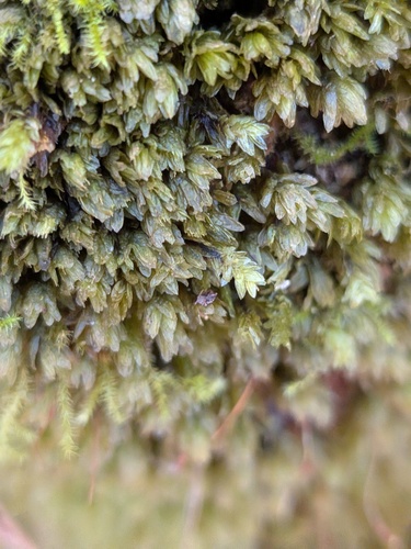 Aulacomnium heterostichum observed 2026-10-12